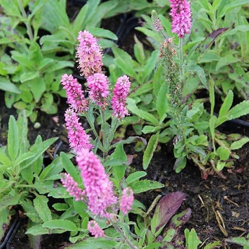 6x Premio Tierra - Veronica spicata 'Heidekind' - Olla de 9x9 cm - Flor Rosa