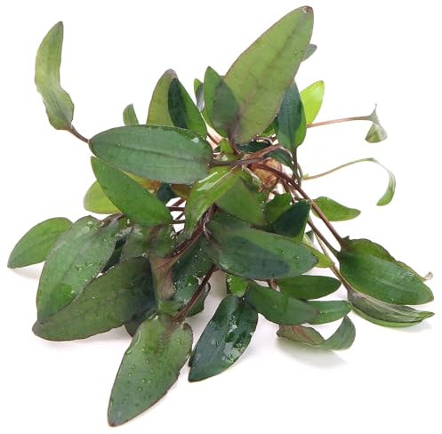 K2AQUA Cryptocoryne Wendtii Brown Live Aquarium Plant Hardy Wavy Brown Green Leaves Easy Care Low Light Low Maintenance Foreground Midground Freshwater Tank