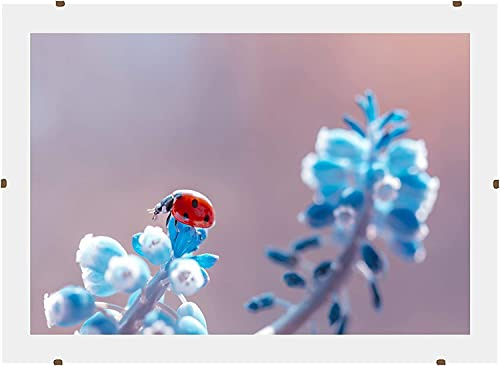 Online-GalleryKing Cornice a clip senza cornice 69x97 cm con vetro acrilico antiriflesso | Cornice portafoto | Foto | Poster | collage | cornice | Tutte le taglie