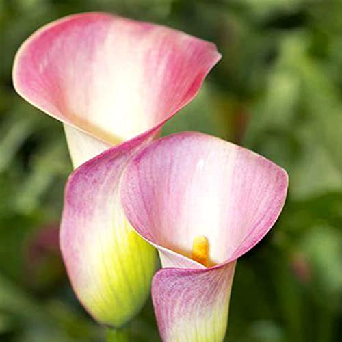 Bulbi di Calla,Zantedeschia,erbacea perenne,Tipo di fiore unico,adatta per fiori recisi o piante in vaso