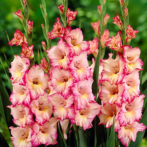 schone Gladiolus Large Flowering – Glowing Addition – Perennial – Summer Flowering Bulbs – for Your Beautiful Garden (10 x Gladiolus Large Flowering Priscilla), Pink