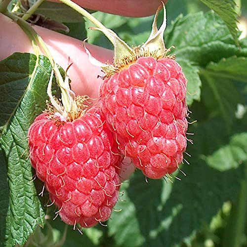 Raspberry Canes 'Malling Minerva' Early Summer Fruiting Rubus idaeus Hardy Shrub Easy to Grow Your Own Garden Raspberries Fruit Plants 6X Bare Root Canes by Thompson and Morgan