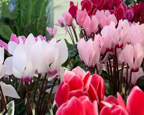 Graines de fleurs de cyclamen 100 pièces mélangées