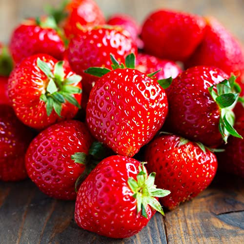 Erdbeer Ostara (20 frigo A+ Pflanzen), gekühlte schnellwachsende Erdbeerpflanzen aus Holland. Winterhart und Mehrjährig, selbstfruchtend Fragaria x ananassa Stauden aus Holland (kein Samen)