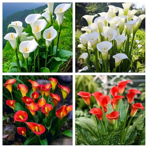 Hardy Perennial,Calla Lily Plants UK, Excellent Display Calla Lily Bulbs Available in a Variety of Colours Multi-Bulb Sets Ready for planting-2bulbs-A