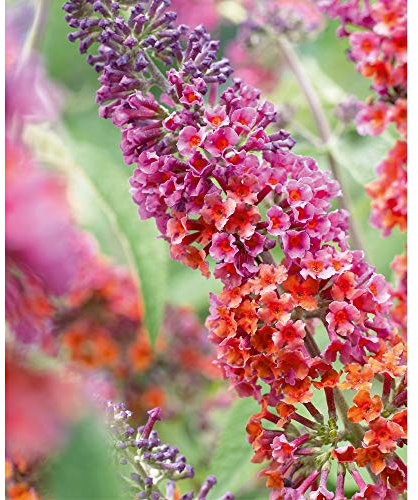 Buddleia Buddleja ‘Flower Power’ Potted Plant Butterfly Bush Large Hardy Shrubs Outdoor Flowering Garden Plants for Border and Patio Pots 1 x 2 Litre Pot by Thompson & Morgan (1)