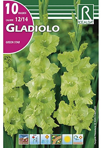 BULBO GLADIOLO GREEN STAR - 10 UD.…