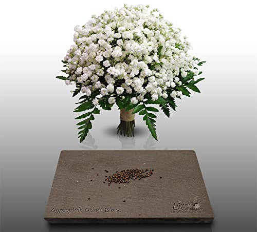 150 graines Fleurs à semer - Le Grenier d'Abondance - GYPSOPHILE Géant blanc - Gypsophila