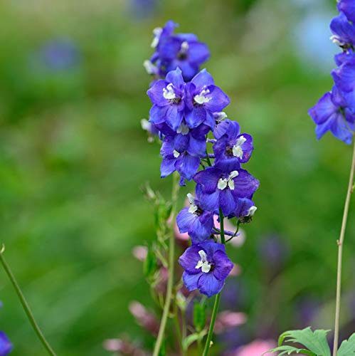 Hoher Rittersporn Polarnacht - Delphinium elatum
