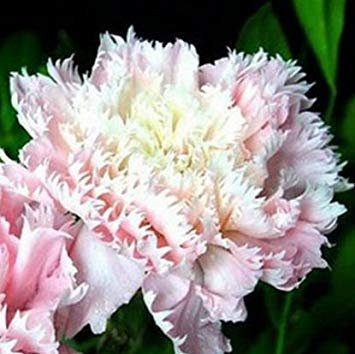 100 teile/beutel, nelkensamen, dianthus caryophyllus, topfpflanzen, pflanzjahreszeiten, blühende pflanzen