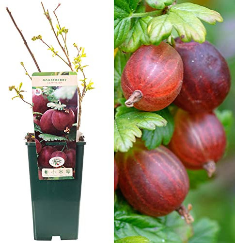 Gooseberry Ribes Captivator | Delicious Fruit Plant Shrub | 30-50cm Potted