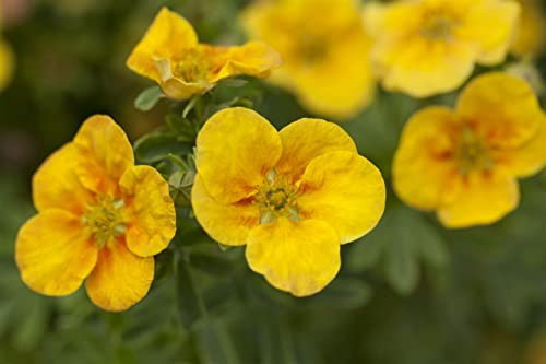 Potentilla fruticosa 'Mango Tango' 25-30 cm – Winterhart, Mehrjährig, Pflegeleicht – Fingerstrauch – Zierstrauch für Beet & Kübel