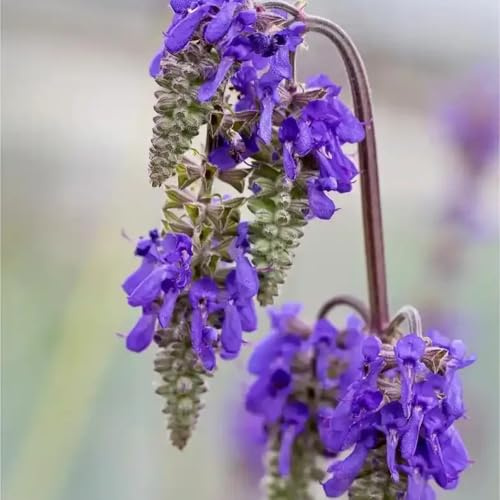 semillas de salvia perenne resistente - jardín decoración balcón, orgánicas 2500pcs