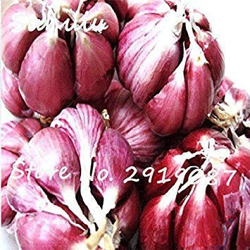 Multi Pétale géant Ail Graines 50 Graines Particules végétales délicieux Bio Assaisonnement pour la Cuisson des Aliments sains ou 1 Plante en Pot