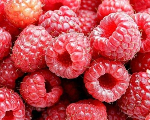 Lampone rosso Rubus idaeus frutti di bosco pianta in vaso ø18 cm con canna 100 cm Vivaio di Castelletto