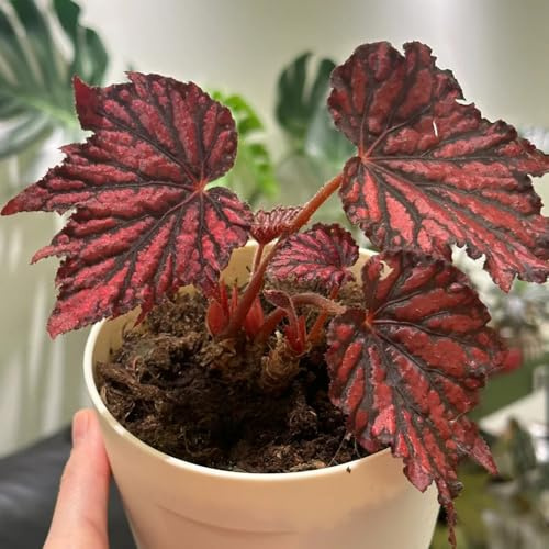 semillas de begonia de interior Begonia trucha variedades antiguas orgánicas decorativas oficina decoración sala estar verdes exóticas semillas raras balcón 600pcs