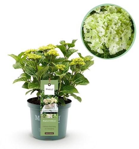 Hortensia - Hydrangea Magical Nobless - Blanca - 6-10 Flores - Planta de terraza - 40-55cm - Ø23cm - Planta de jardín