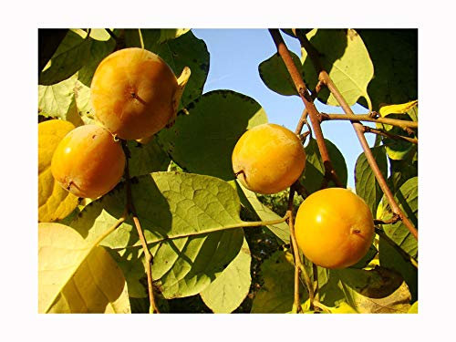 American Persimmon - DIOSPYROS VIRGINIANA in 8CM Pot - Small Tree with Tomato Sized, Sweet, Edible Fruits - 10-15cm Tall, ONE Year Old