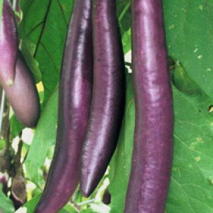 Asian Heirloom Heritage Aubergine Eggplant Seeds. FENGYUAN Purple. Certified Organic Grower