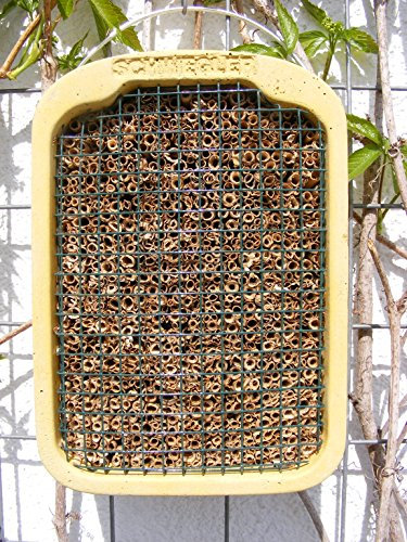 Schwegler Insektennistschilf