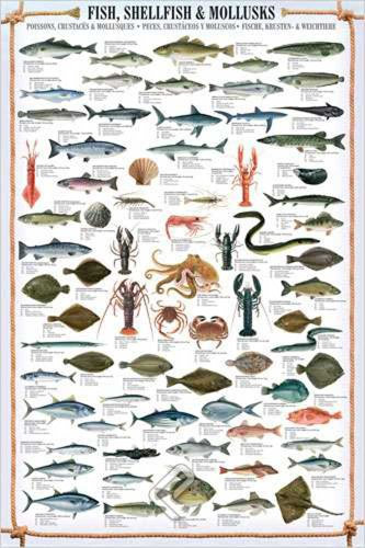 empireposter Educational Shellfish & Mollusks - Fische Fische Krusten und Weichtiere Bildung Lernposter Druck