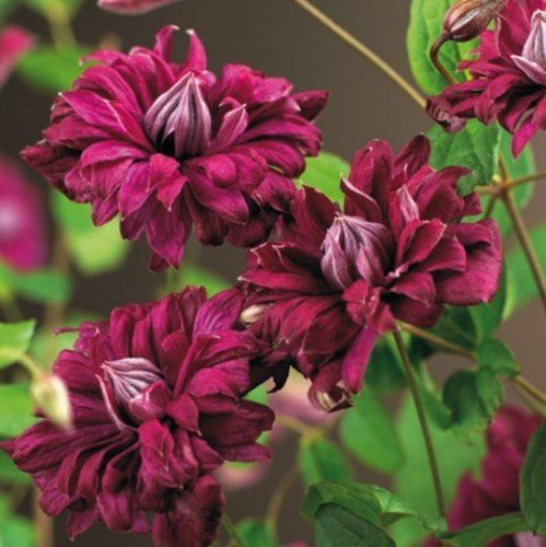 Clematis viticella Purpurea Plena Elegans 60 -100 cm 2 L Co.