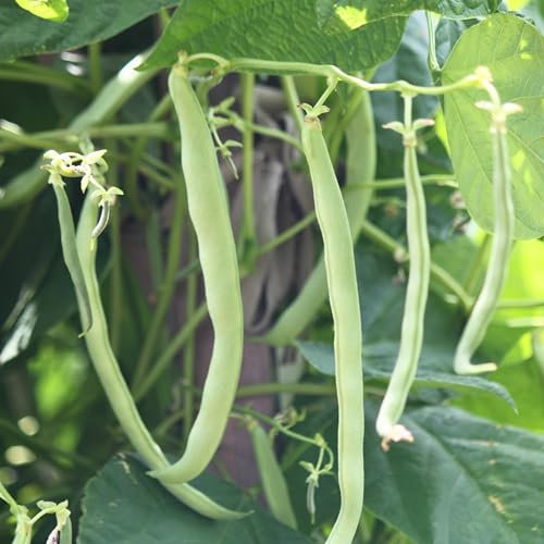 PREMIER SEEDS DIRECT - Runner Bean - White Lady - 50 Grams ~ Approx 55 Seeds