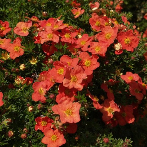 1 X POTENTILLA 'RED Robin' DECIDUOUS Shrub Hardy Garden Plant in Pot