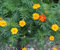 Bodenkur Nema TP Tagetes gegen Nematoden Portion