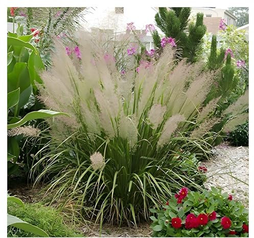 3 x Calamagrostis brachytricha im 1 Liter Topf (Ziergras/Gräser/Winterhart/Mehrjährig) Diamantgras - beeindruckende Blütenpracht - Zarte Federn im sanften Herbstlicht - von Stauden Gänge