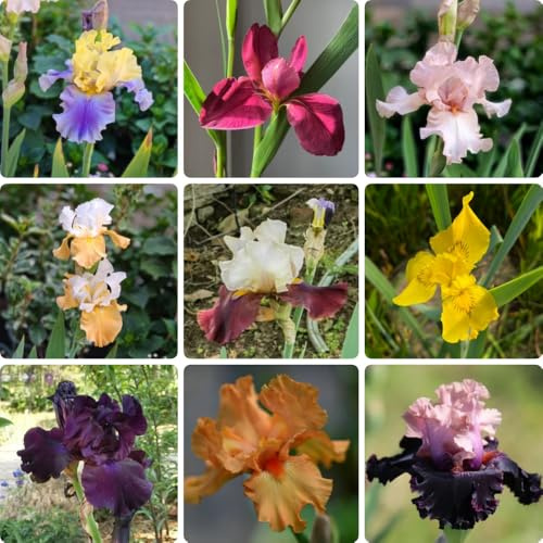 Bulbi di iris, bulbi di precoci iris resistenti per il giardino decorativi resistenti resistenti 5pcs
