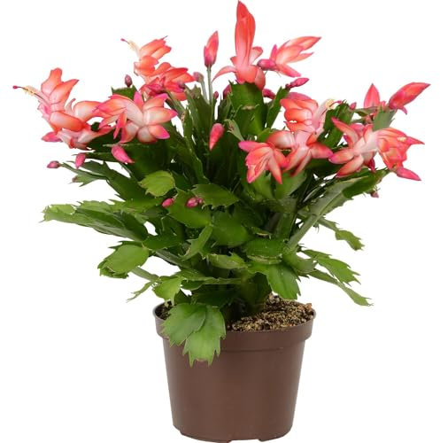 Schlumbergera o Cactus de Pasqua Natural: Planta de Interior de Invierno