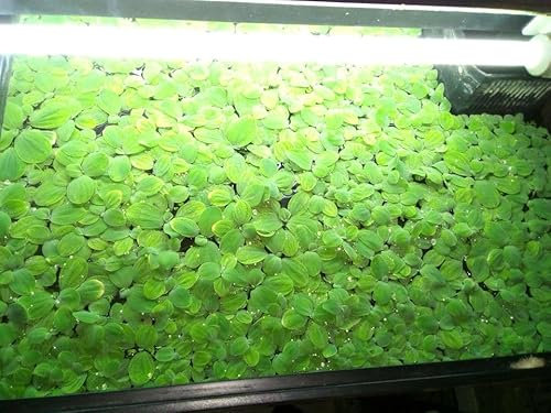50 X Water Lettuce! Quality Aquarium Floating Plants - Pistia stratiotes!