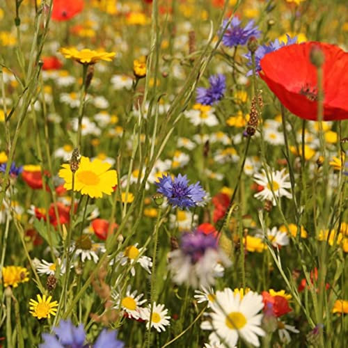 1kg UK Wildflower Seeds Mixer - Pure Flower Mix for Bees & Butterflies - Annual Meadow - Bulk Size