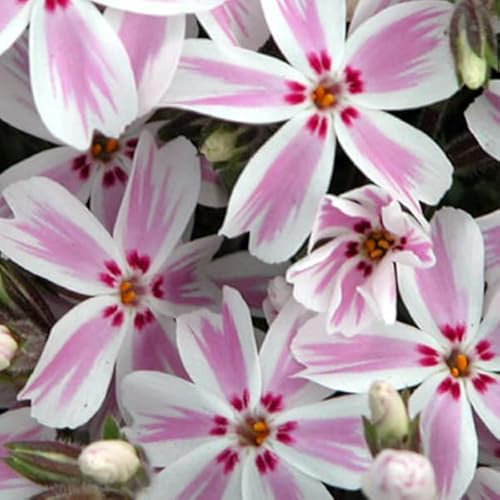 12 unità Phlox Subulata 'Candy Stripes' - Phlox Subulata 'Candy Stripes' Vaso 9x9cm ±1 m² - Phlox con Fiori a Strisce e Crescita Floride