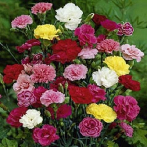 50 semi di garofano Grenadin Mix Samen