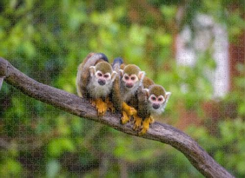 Puzzles for Adults 1000 Pieces Jigsaw Puzzles Three Common Squirrel Monkeys Sitting a Tree Branch Puzzles Clearance Big Large Puzzles Difficult Cool Hard Puzzles for Adults