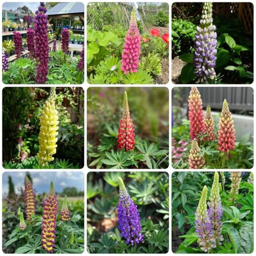 800 pcs lupinensamen kaufen, lupinen pflanzen samen balkon blumen kübelpflanzen lupine samen - Lupinus micranthus - bienenwiese saatgut mehrjährig winterhart exotische pflanzen stauden
