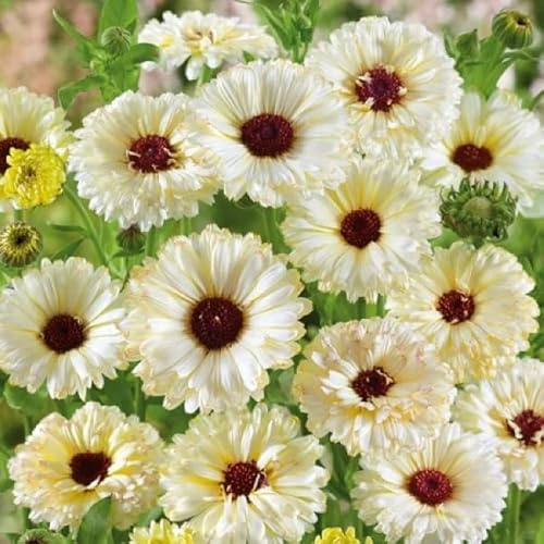 Semi di calendula - da balcone per luoghi soleggiati decorazioni da giardino per esterni resistenti semi di come bomboniera giardinieri Calendula 150pcs