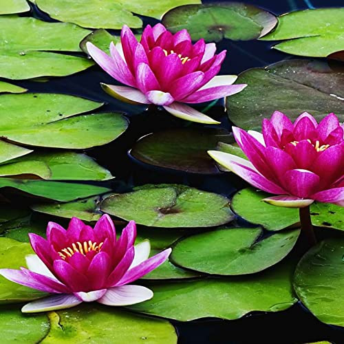 Sehr Exklusiv, Lotus, Dauerblüher, Super Kollektion, Mehrfarbig Ertragreicherg. SeerosenRhizome, Winterhart Rhizome, Magic of Nature, 80pcs-d