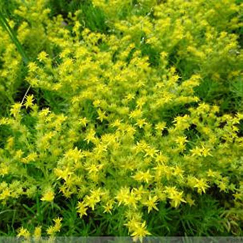 Saterkali Semi di Sedum Aizoon, 100Pcs Semi di Sedum Aizoon Sano Nutriente Commestibile Sedum Golden Moss Stonecrop Sedum Acre Seeds per la casa Seme