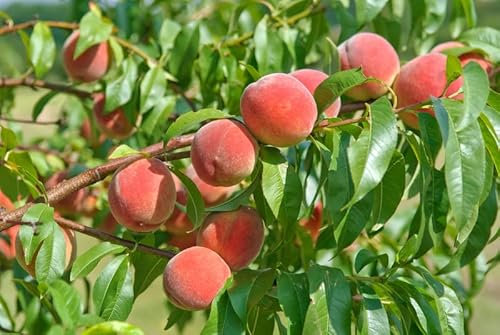 Artländer Pflanzenhof