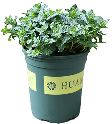 Graines de menthe poivrée de parfum 40 pièces (Monarda didyma) Thé aux herbes de menthe au citron comestible biologique facile à cultiver des graines de plantes pour la plantation de jardin