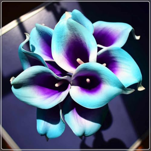 Calla Lily Plants for Sale,Good for Containers Golden Jade Carving Feels Beautiful,Calla Lily Mix-2bulbs-H