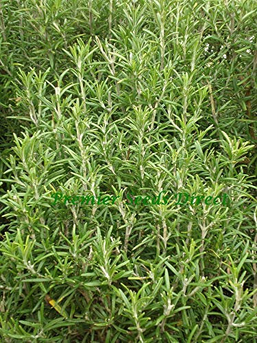 PREMIER SEEDS DIRECT - HERB - Rosemary - 75 Seeds (ROSEMARINUS OFFICINALIS) - Organic/BIO