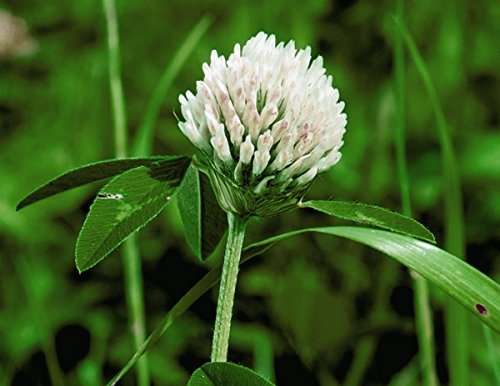 White Clover Seeds Green Manure Wild Flower Seeds by Prettywildseeds 1 kg Bulk