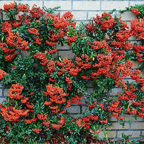 GardenersDream Red Firethorn Pyracantha Hedging - Colourful Evergreen Outdoor Plants - Flowering Shrubs for Walls and Fences - Fast Growing Red Column Plant (9cm Pot, 50 Plants)