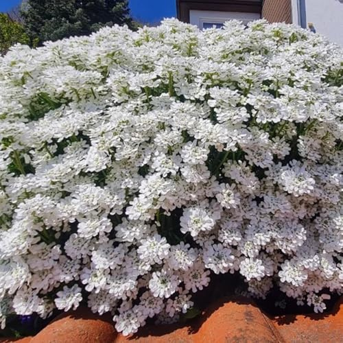 Semi resistenti di Candytuft, balcone Ciuffo caramellato sempreverde, Iberis amara, giardino resistenti, campo esotici 500pcs