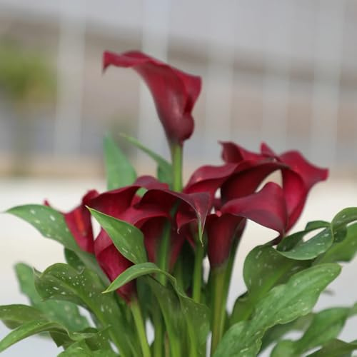 bulbi calla giardino esotico giardino decorativo riverdimento tetti ufficio rocce balcone decorazione 10pcs