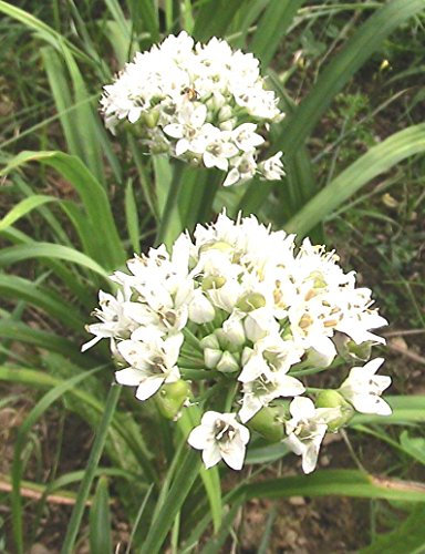 Ail Ciboulette 15-20 graines